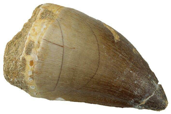 Large, Fossil Mosasaur (Prognathodon) Tooth - Morocco #262815